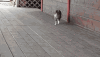 315125248ab433f9801ca1f0ff4370cb.gif