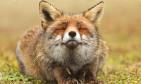6bc1597253c6229944b669d01cbd5b28.png
