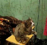 378c779d3d023c80d041573e5ec503bd.gif
