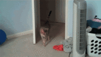 8ad77163777138b6b8720481c1cd0c51.gif